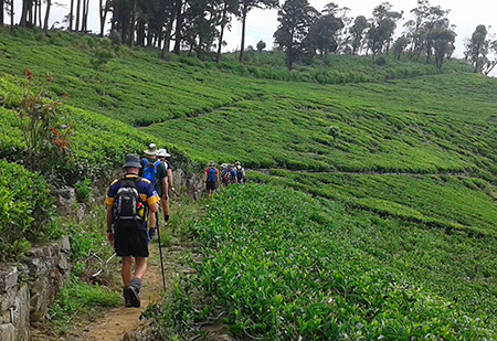 Trek the Pekoe Trail.